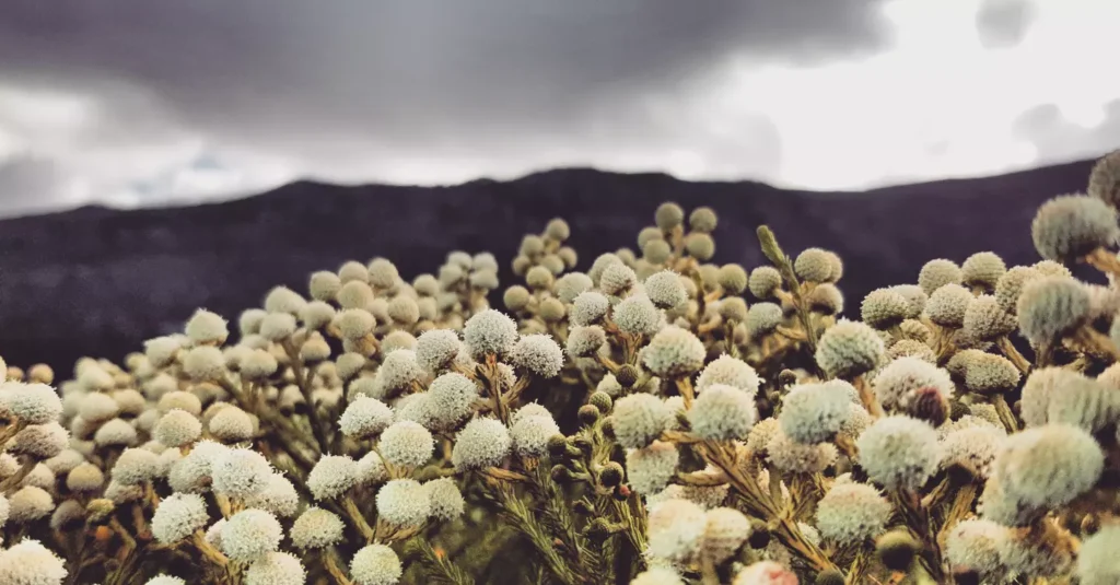 Fynbos and mountains