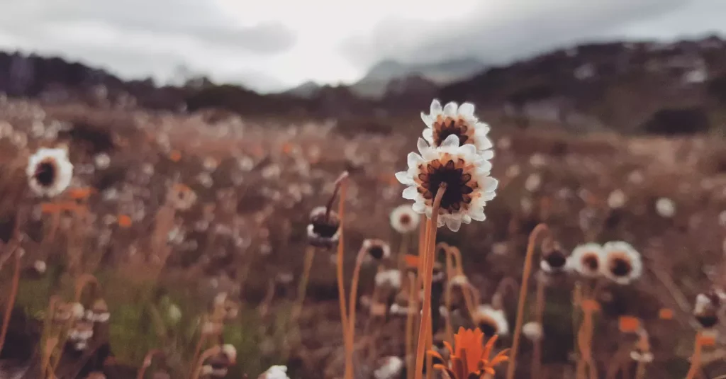 Veld flowers blossoming near the foot of the Cape Point mountains