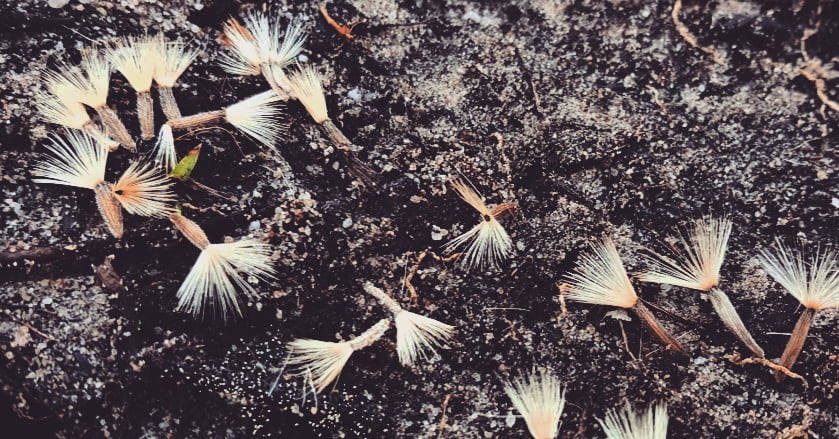 DEATH AND DANDELIONS