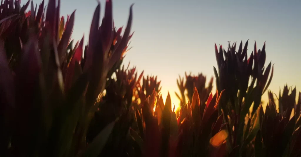 Sunrise through the leaves of the proteas in the Cape Point Reserve