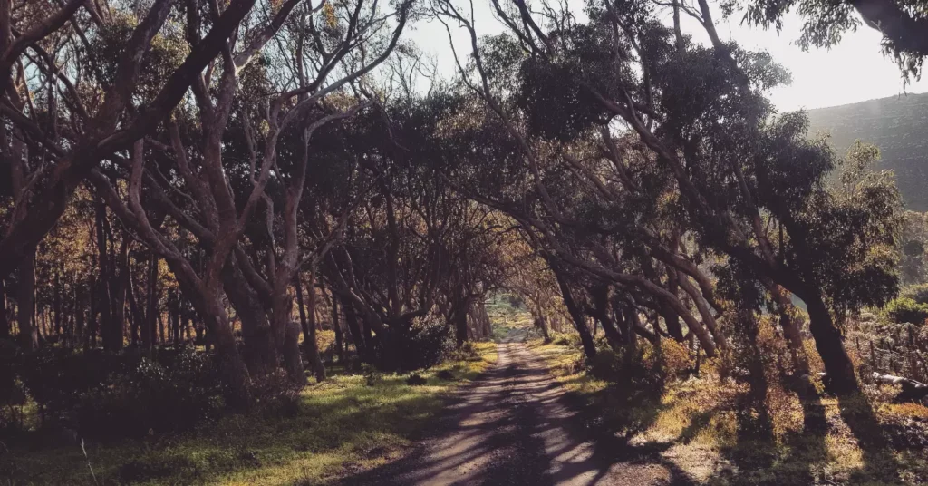 Tree laned jeep track leading home