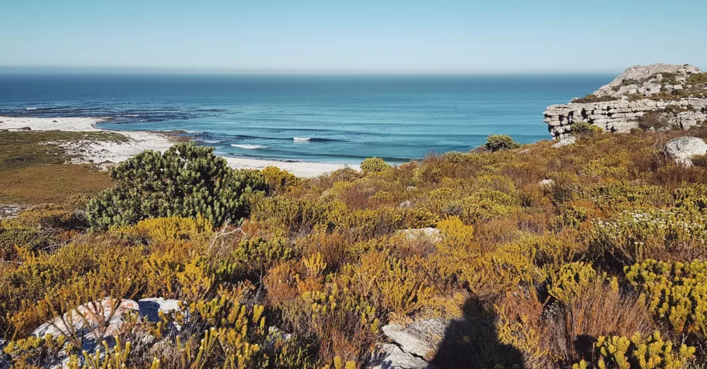 Waves at Olifantsbos