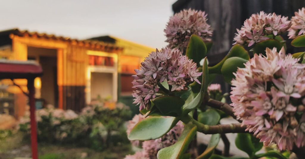 Winter sun at home with the pink jade flowering