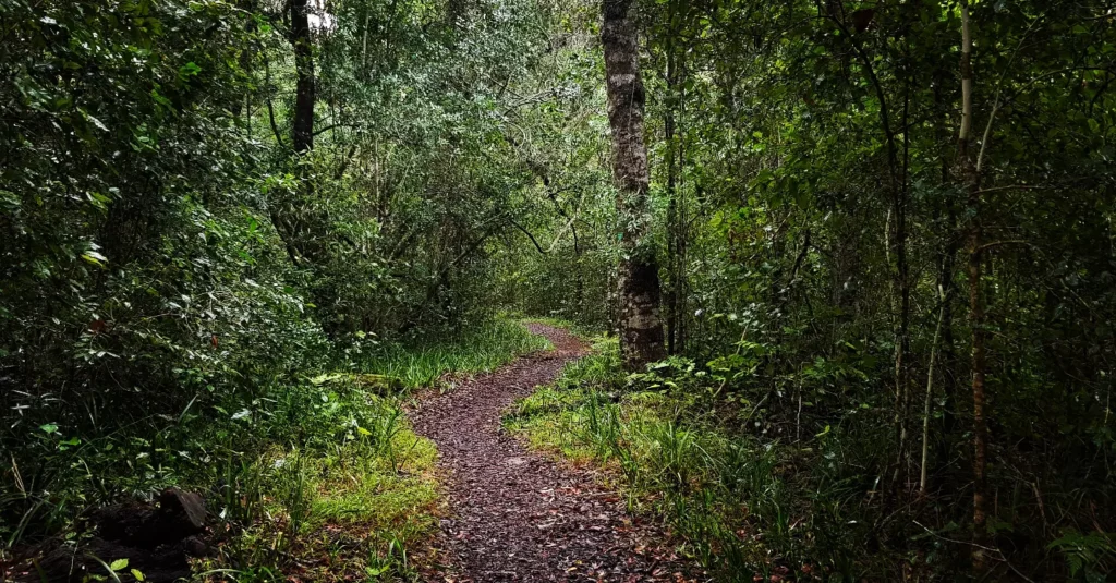 single track meander knysna forest